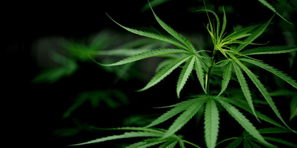 Coffee shop Barcelone Tout savoir sur les clubs privés de cannabis